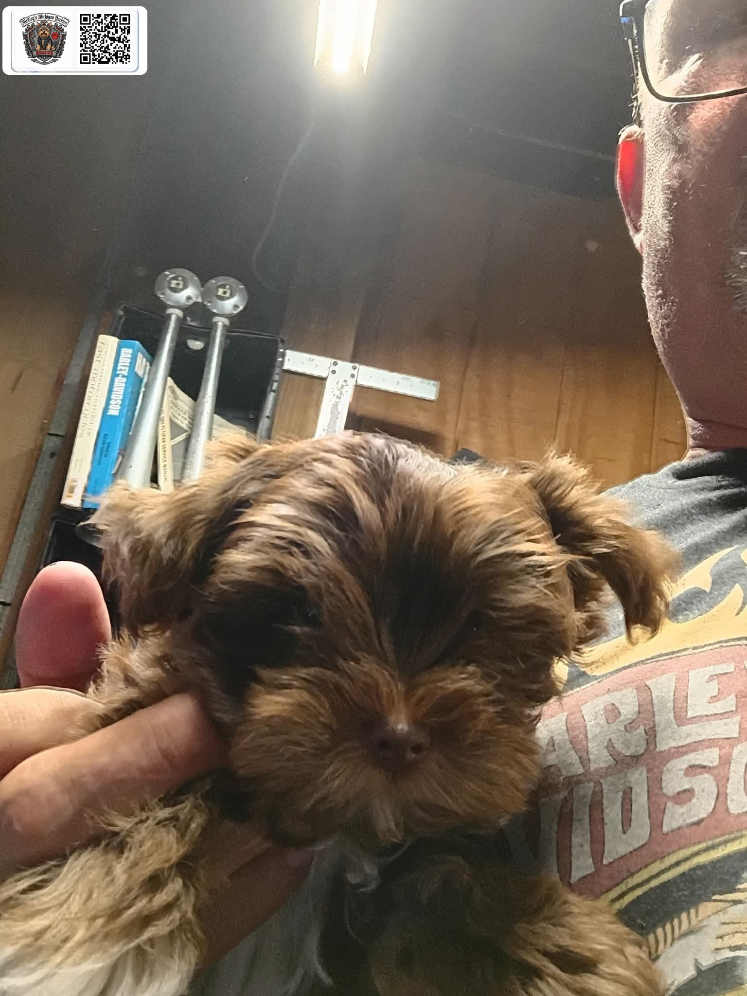 A tiny chocolate Yorkshire Terrier puppy from Gemma and Waylon Coal being gently held in a hand