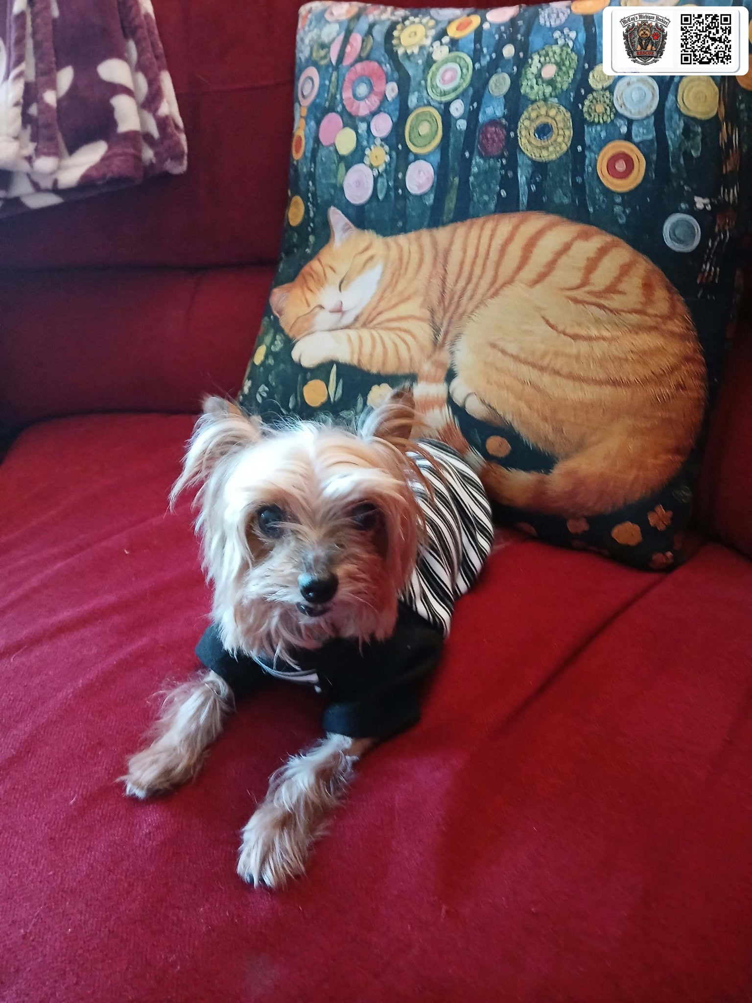 Sawyer, the senior rescue Yorkshire Terrier, relaxing on the couch in his striped shirt