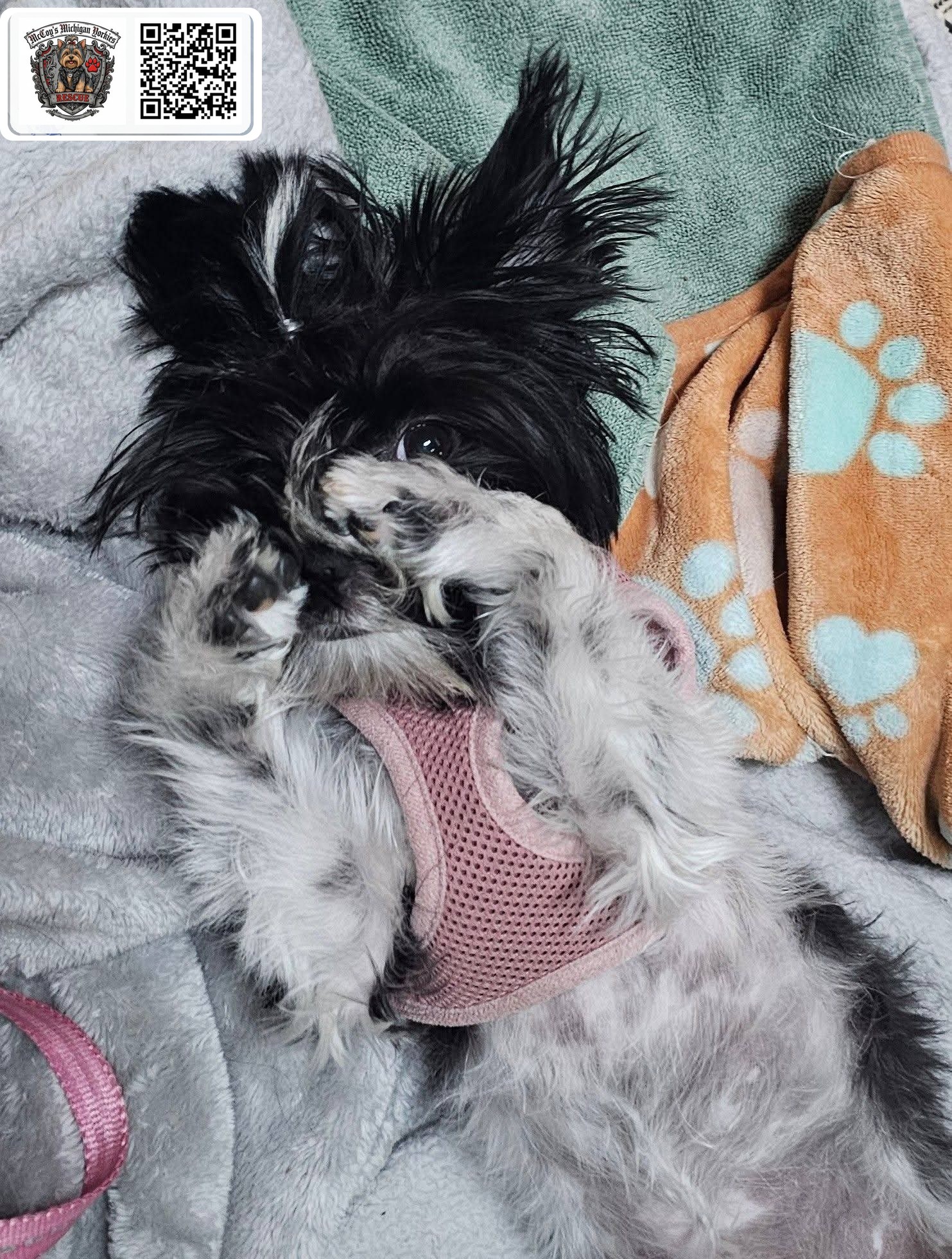 Hazel upside down on blankets in her pink harness