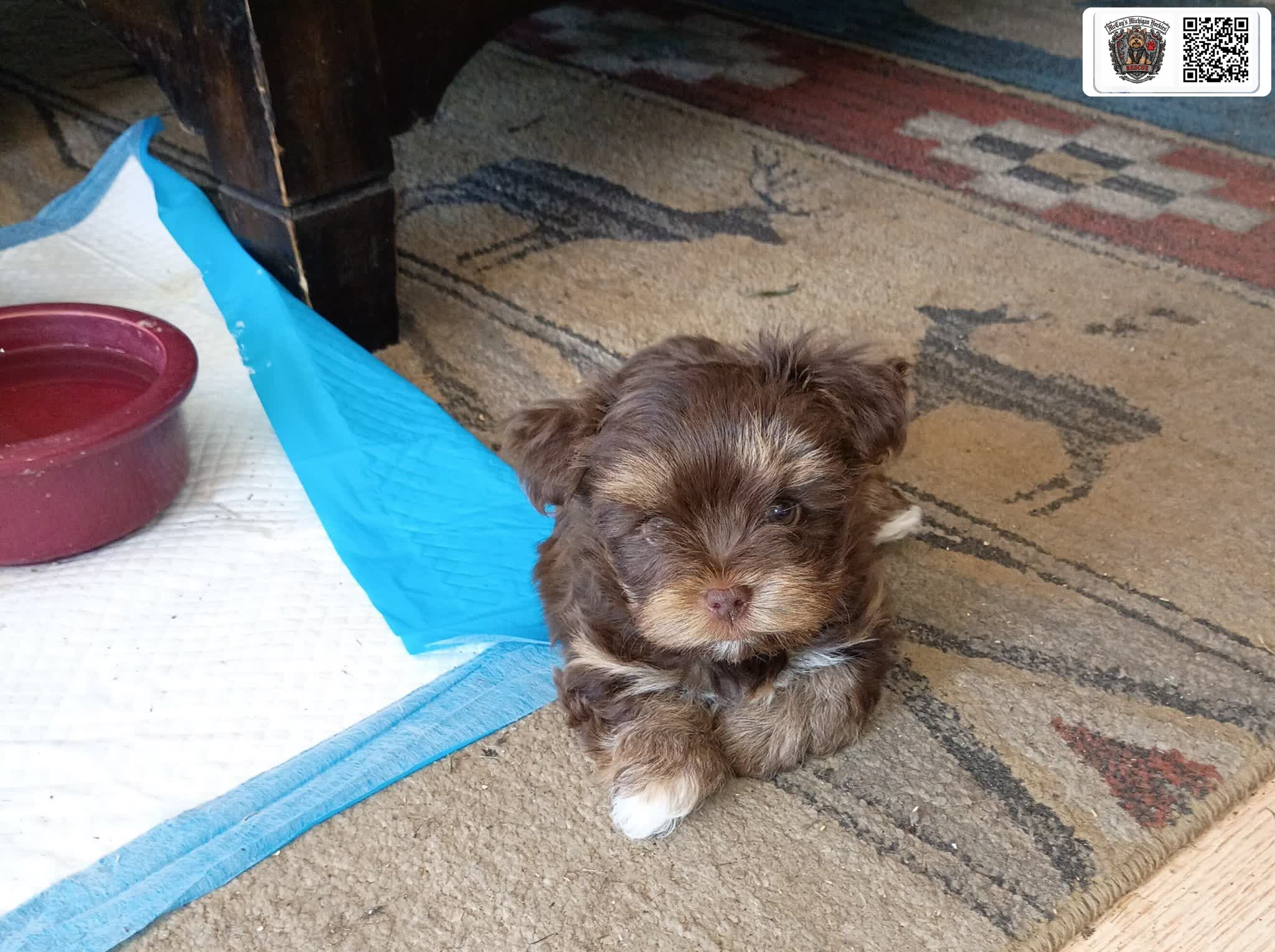 Chocolate Yorkie puppy from Gemma's last litter