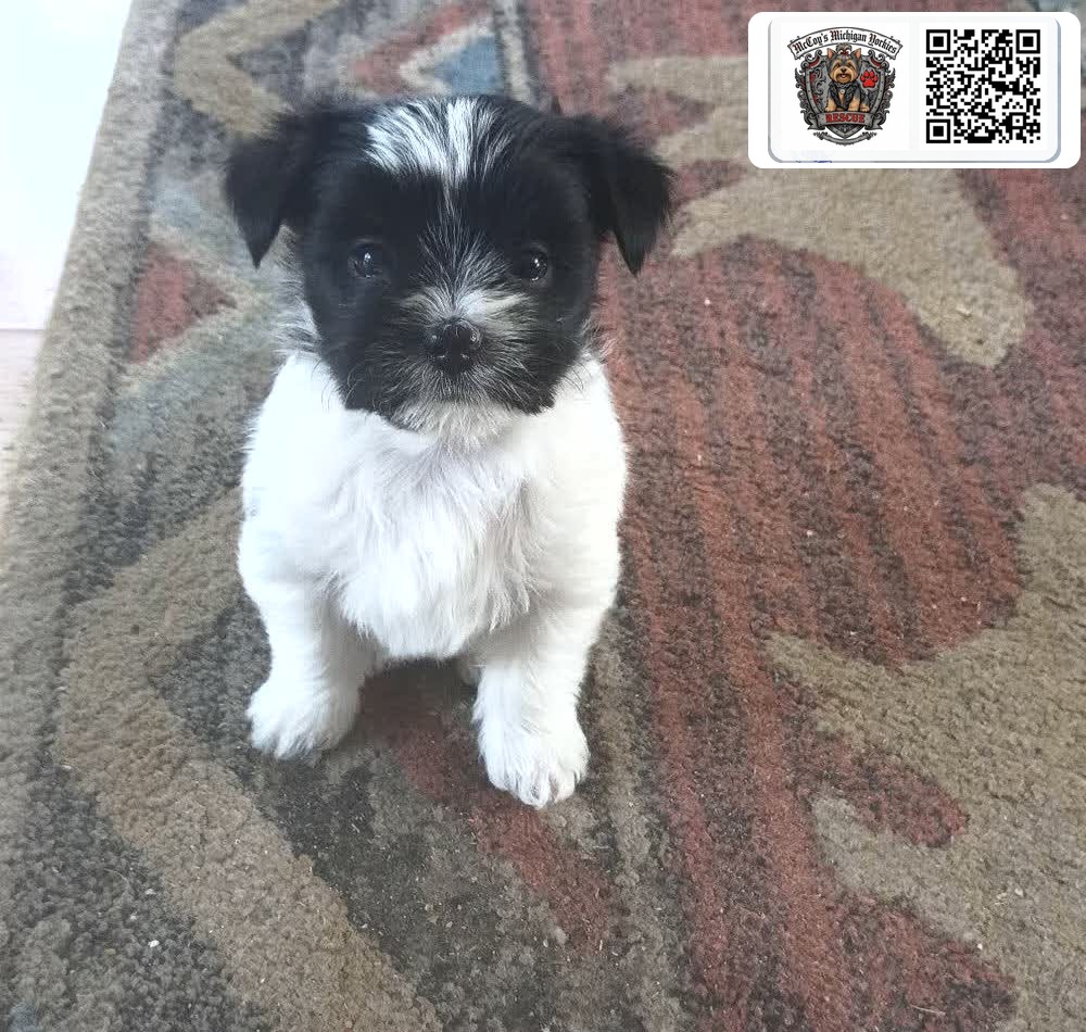 Hazel, a black and white puppy from Gemma's last litter