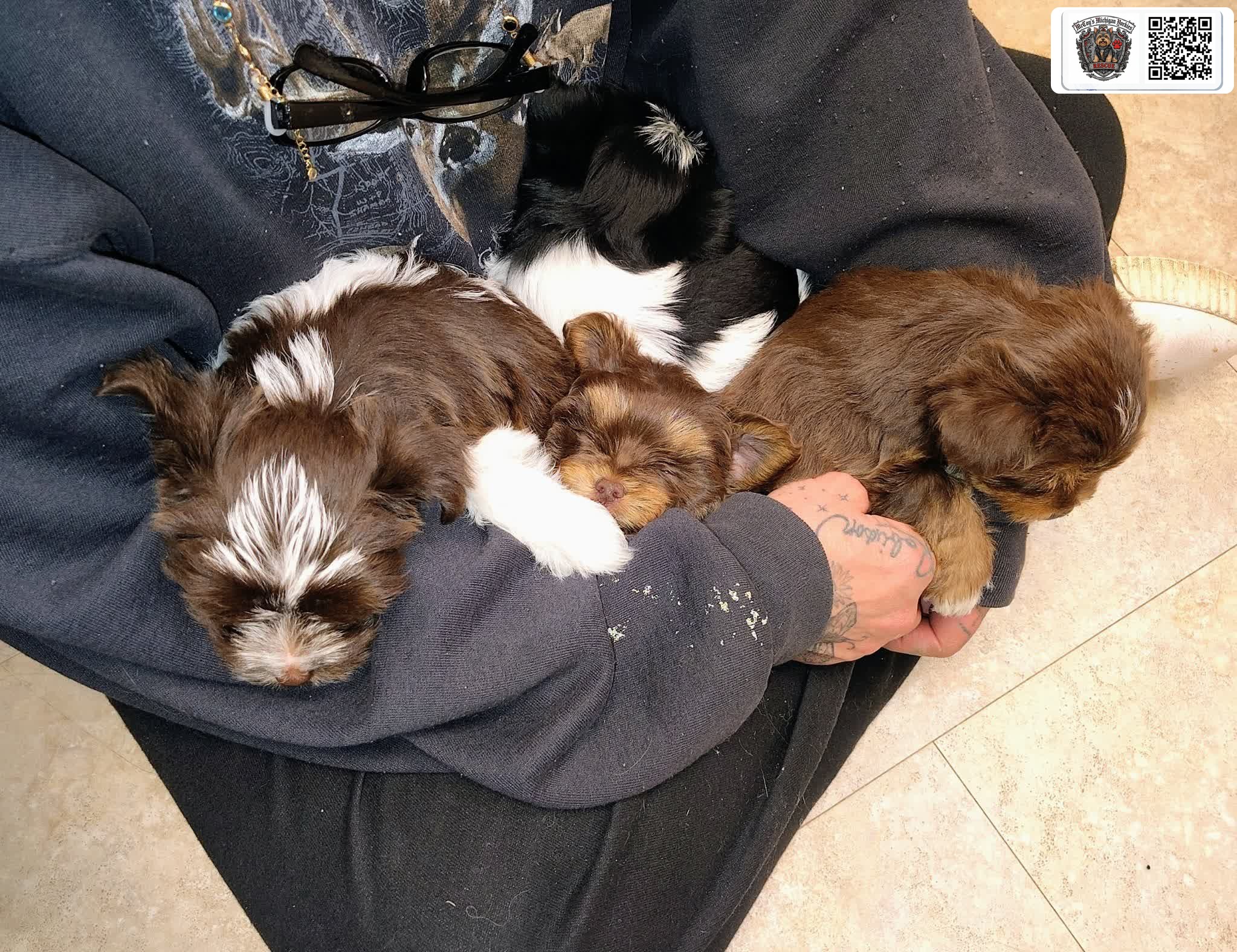 Gemma's last litter puppies snuggled together asleep