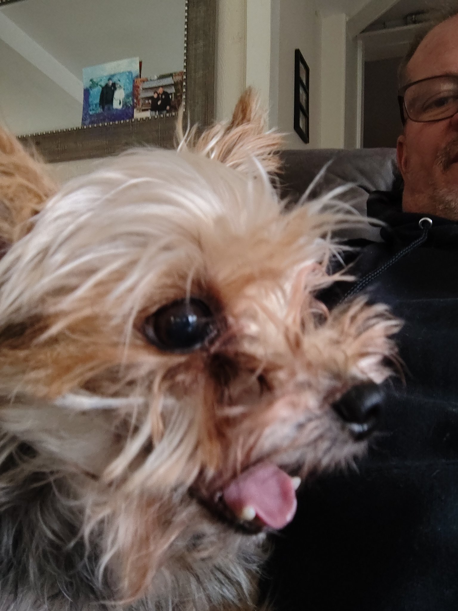 Little Bit, a 9-year-old Yorkshire Terrier with a tan head and his tongue poking out, cuddled up with Eric on arrival day