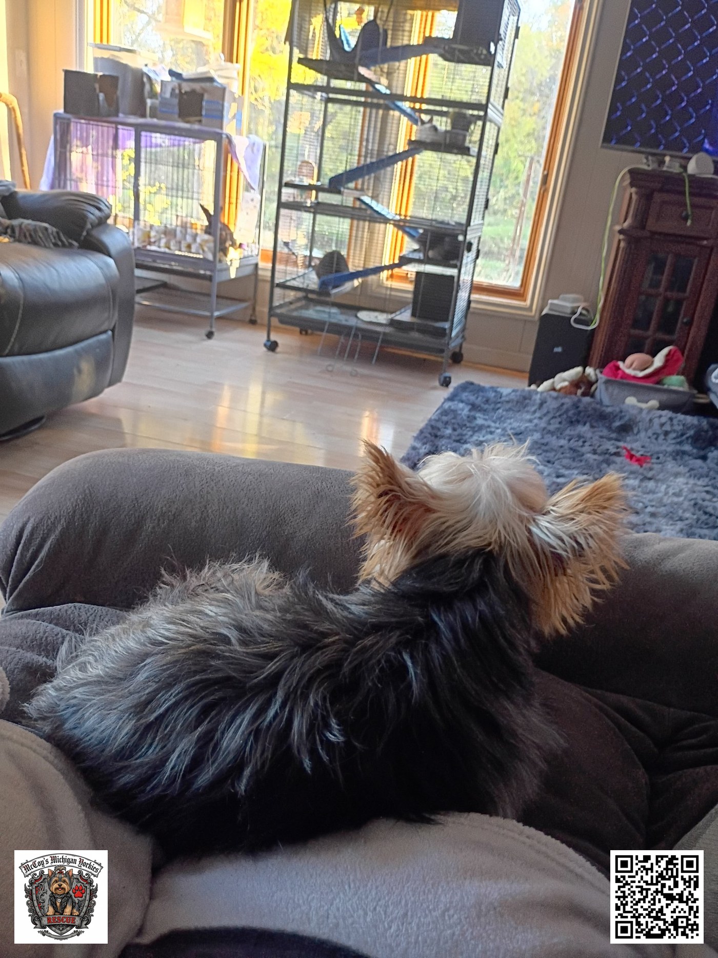 Little Bit from behind, sitting on the couch arm keeping watch over the room