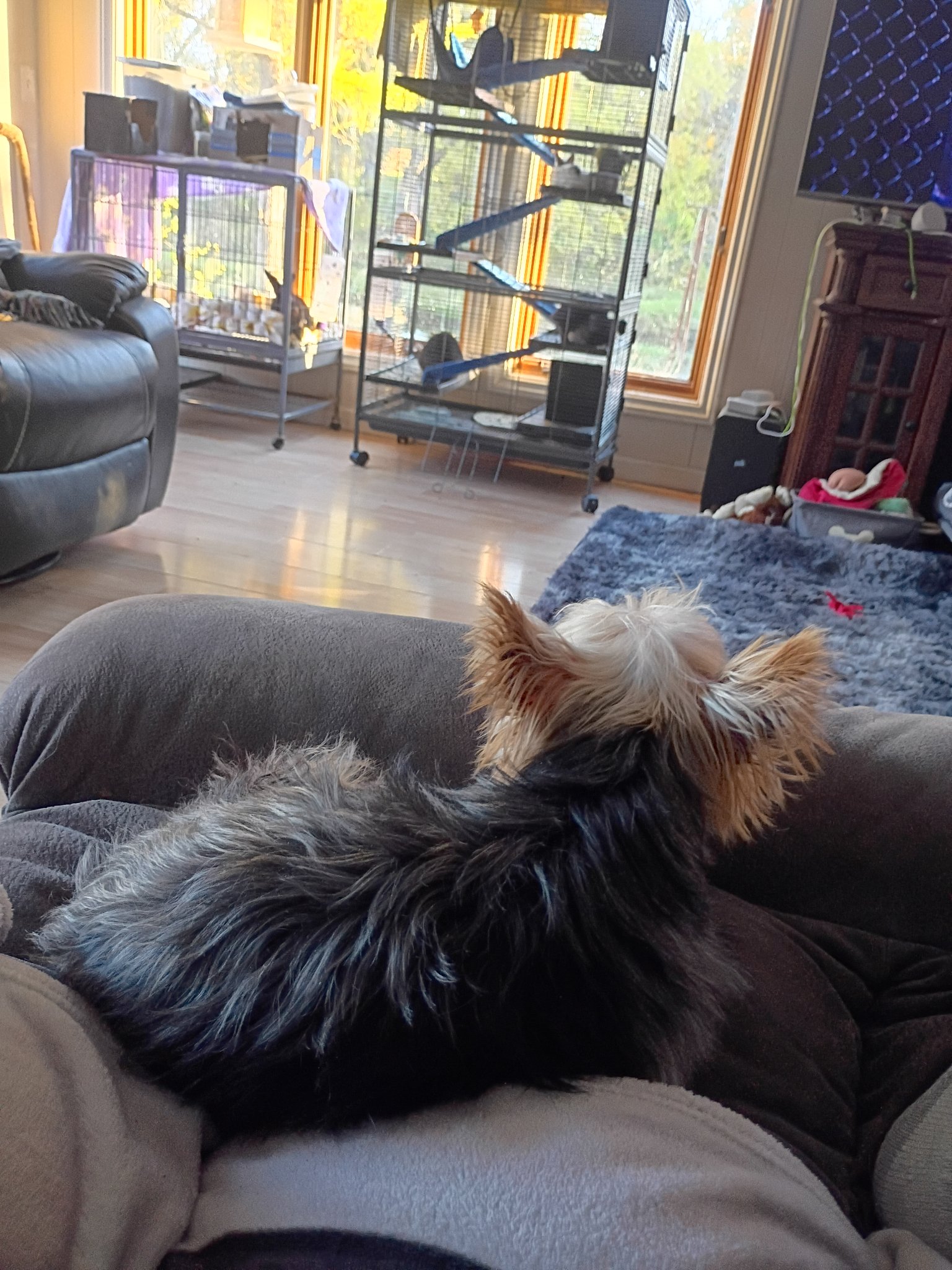 Little Bit on the couch looking across the room, showing his black saddle and tan head