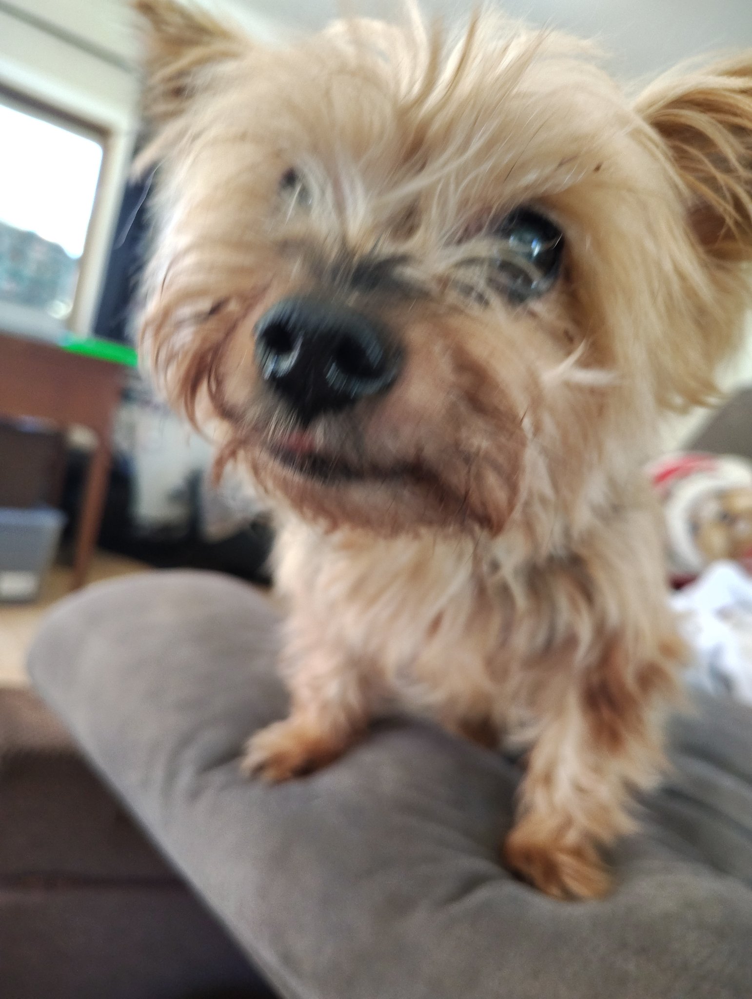 Pepper, a 14-year-old senior Yorkshire Terrier with a long silky gray-and-tan coat, looking at the camera