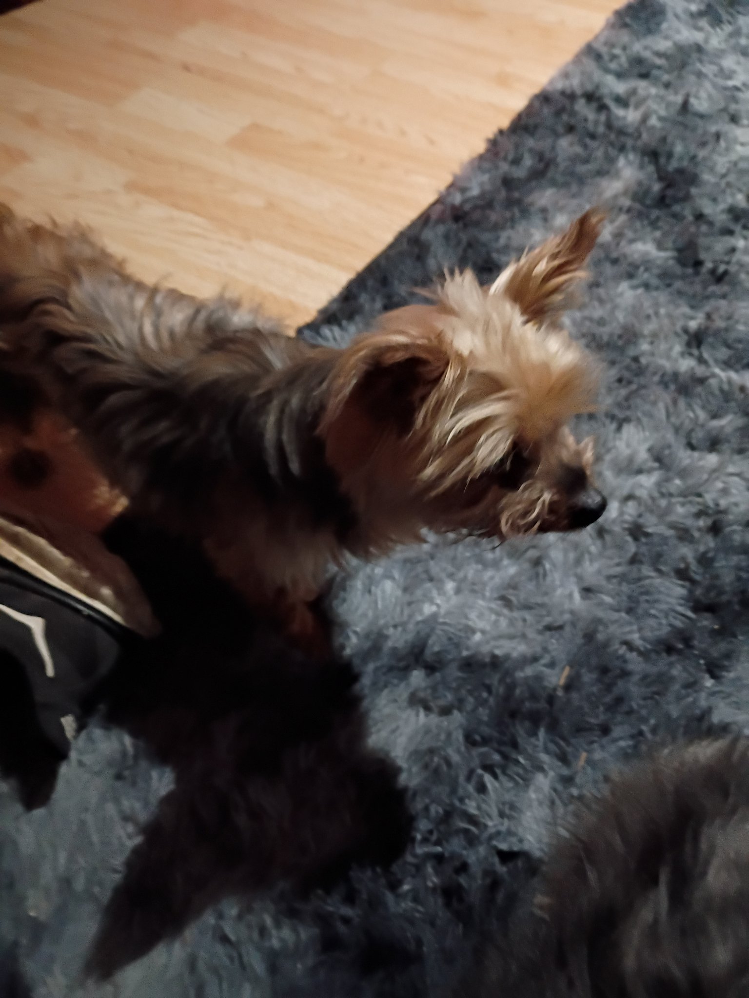 Pepper standing on the rug in profile, her silky coat catching the light
