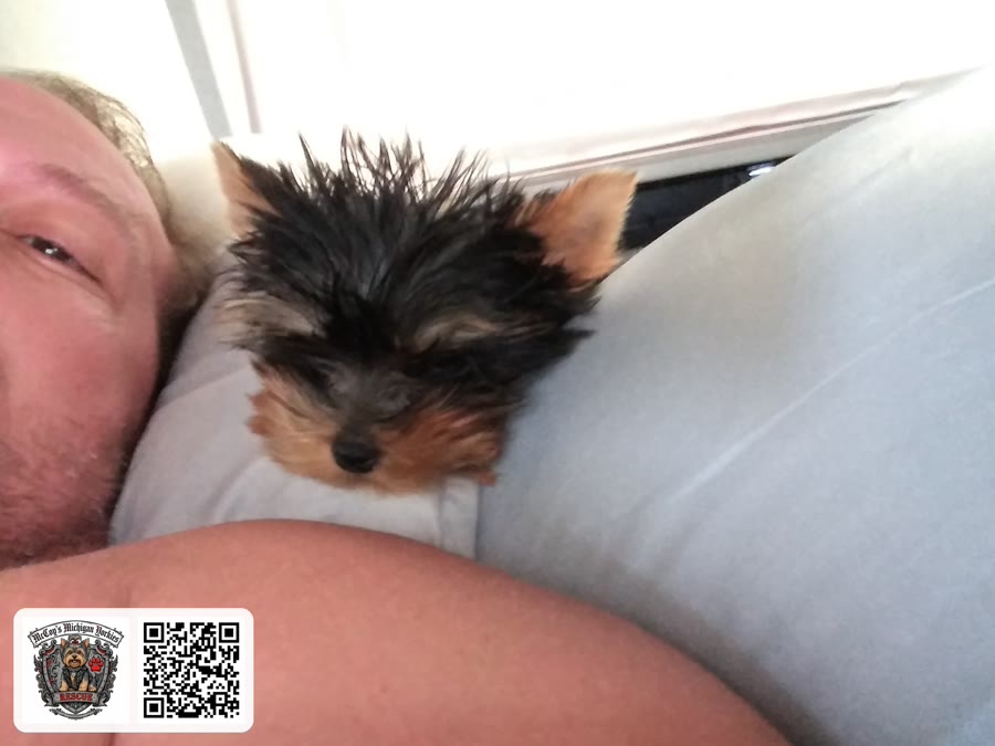 A tiny Yorkshire Terrier puppy playing